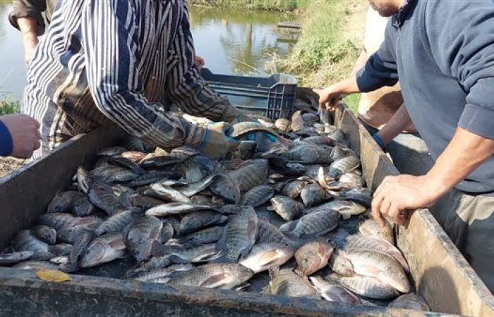 انطلاق موسم حصاد السمك البلطي بالمزارع السمكية المفتوحة بكلية الزراعة بمشتهر|صور