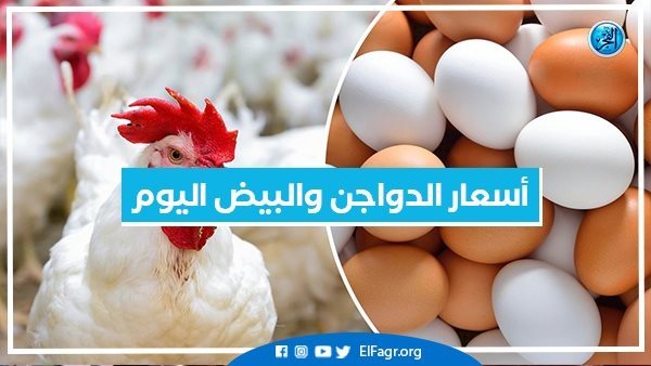 أسعار الدواجن والبيض اليوم الأربعاء 22-1-2025 بمحافظة البحيرة