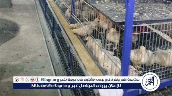 حمله مكثفة على محلات الأعلاف والمزارع بالفيوم للتأكد من تطبيق الشروط والتراخيص المطلوبه